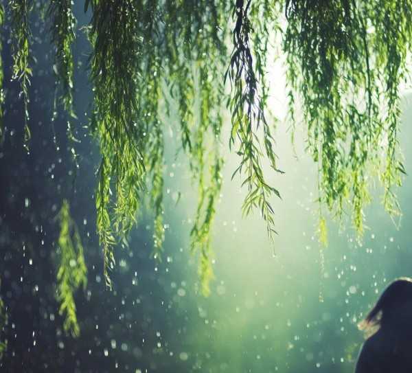 雨中诗意瞬间，雨的旋律画卷